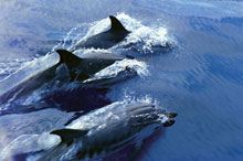 Tirrenia e ISPRA insieme per cetacei e tartarughe