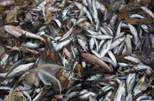 Pesca marittima risorse un gara
