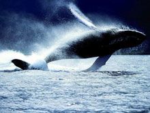 Con il progetto “Go Green Mare ‘12” monitorati i cetacei di Pelagos