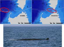 Le balene svernano nello stretto di Bonifacio