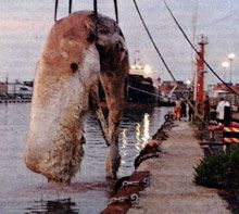 La storia della carcassa del capodoglio che ha viaggiato lungocosta in Toscana per giorni