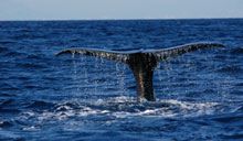 E dalle navi di Tirrenia 46 avvistamenti di cetacei