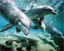 Il Lazio monitorizza cetacei e rifiuti