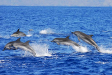 Sardinia Ferries supporta  l’avvistamento dei delfini