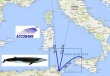 Monitoraggio dei cetacei dai traghetti Grimaldi Lines