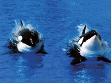 Con un film sull’orca assassina il dramma dei cetacei in vasca