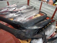 Nuove norme per la pesca in Italia del pesce spada