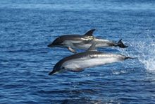 Navi gialle e delfini