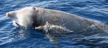 Nel Santuario dei cetacei censimento con le navi gialle