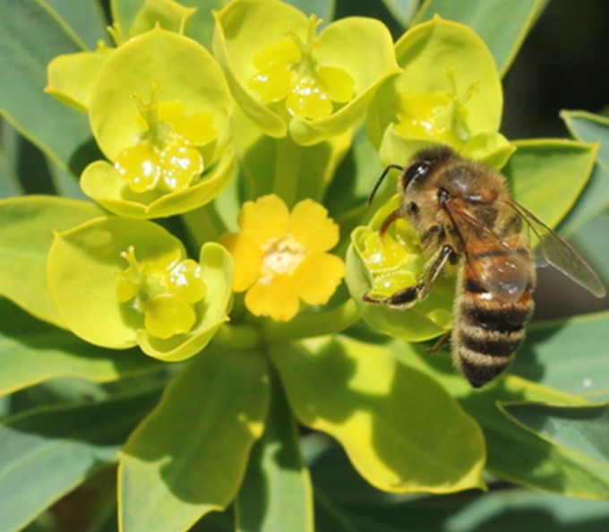 API POLLINE NATURA FIORI UNIVERS PISA com2