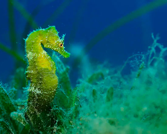 Aree-Marine-Protette-(AMP)550×440