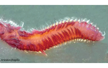 Aricidea-fragilis