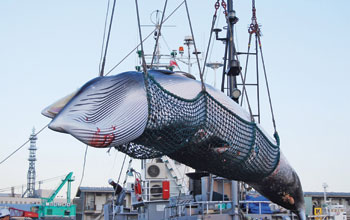 Balena4