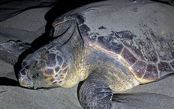 Caretta-Caretta