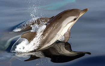 Cetacei-FAI