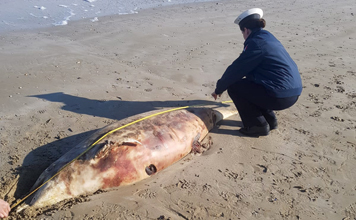 DELFINO-DEL-29-11-2018-Senigallia