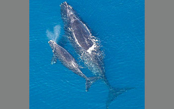 Eubalaena_glacialis