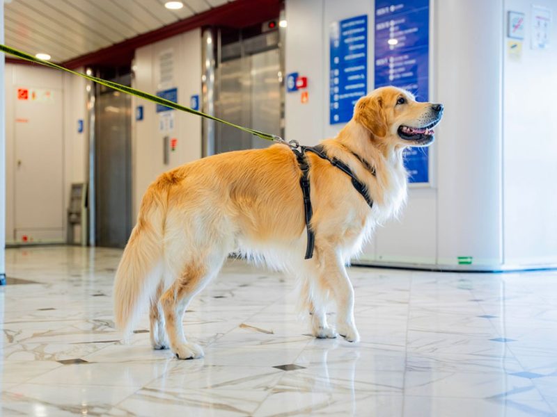 GNV-Innovadog