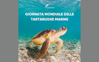 Giornata-Mondiale-Tartarughe