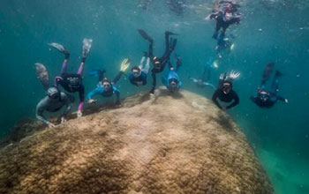 Grande-Barriera-Corallina-Muga-Dhambi-ong-reef-ecologic-richard-woodgett-grumpy-turtle-590×392