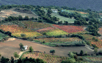 LA-VIGNA