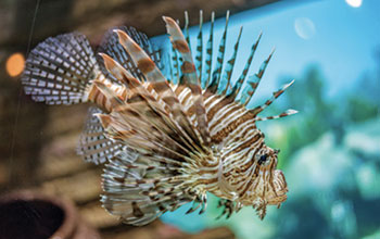 Lion-fish