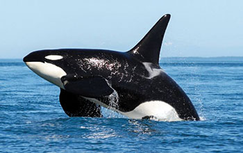 ORCA2