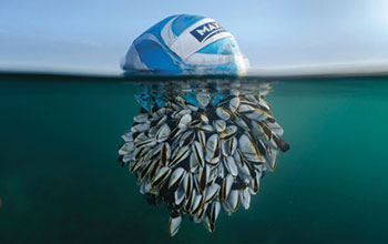 Ocean-Drifter-di-Ryan-Stalker-vincitore-del-British-Wildlife