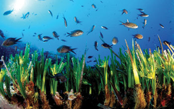 Posidonia2