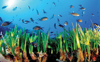 Posidonia3