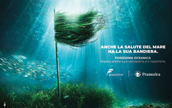 Posidonia_new