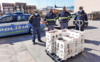 Ricci,-polpi-e-aragoste-sequestrati