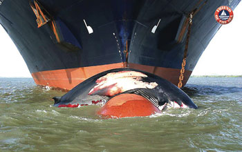 SOS-balene—Whale-hit-by-ship