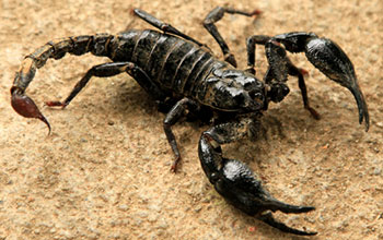Scorpione