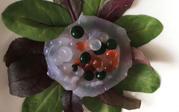 UniSalento_piatto-meduse3
