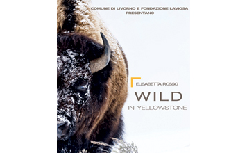 Wild_in_Yellowstone_Livorno_2