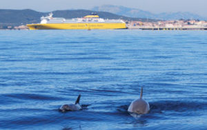 Nel Golfo dei Delfini mamme e cuccioli di tursiope