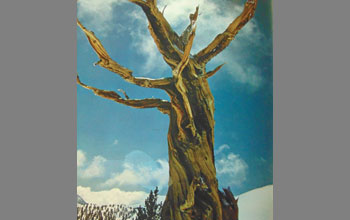 albero-secolare
