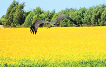 ambiente-Sardegna-azienda-agricola-falchi