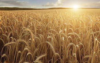 campo-di-grano