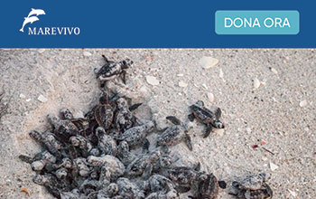 caretta-dona-ora
