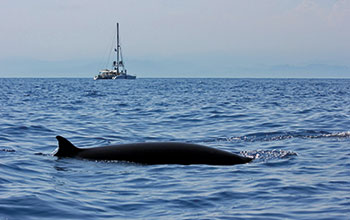 cetaceo