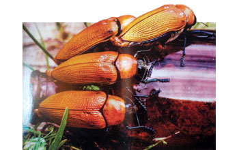 coleotteri