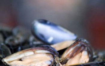 cozze
