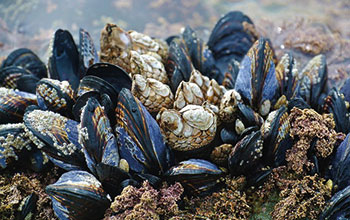 cozze3