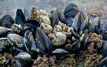 cozze4