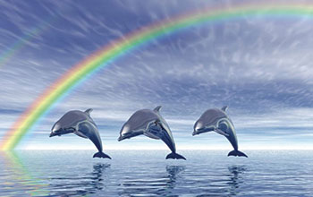 delfini-con-arcobaleno2