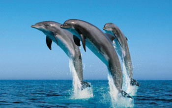 delfini2