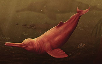delfino-di-fiume
