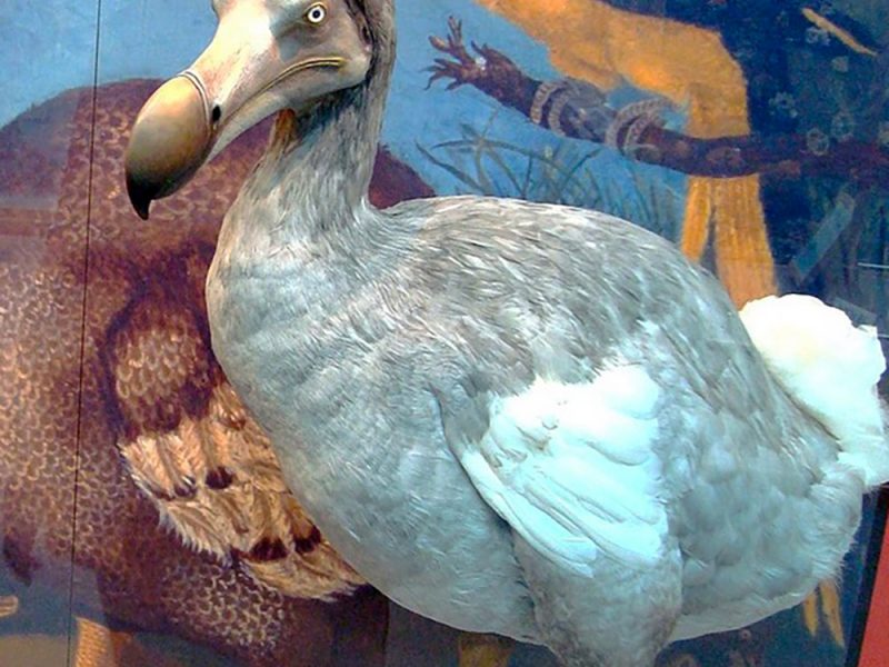 dodo2